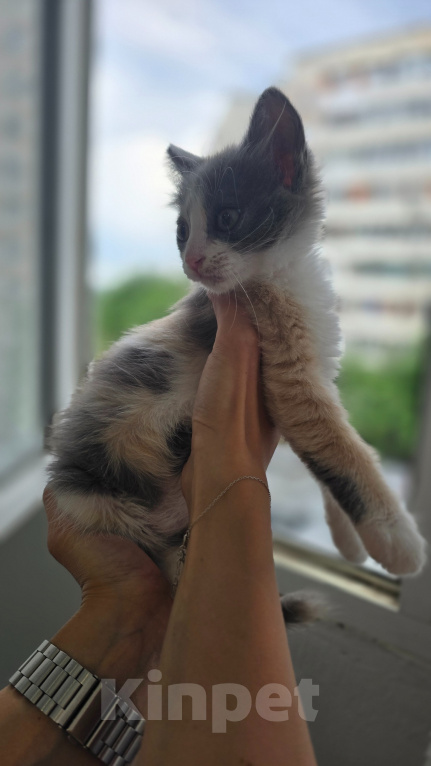 Кошки в Краснодаре: Котёнок-девочка в добрые руки Девочка, Бесплатно - фото 4
