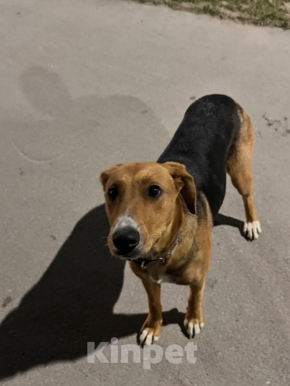 Собаки в других городах Московской области: Лика. Похожа на русскую гончую. В добрые руки Девочка, Бесплатно - фото 9