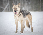 Собаки в Клине: Грей — статный пёс с нордическим характером Мальчик, Бесплатно - фото 2