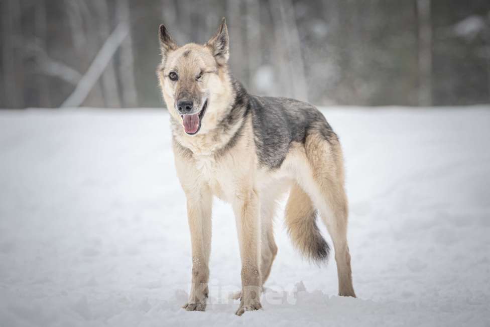 Собаки в Клине: Грей — статный пёс с нордическим характером Мальчик, Бесплатно - фото 2
