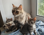 Кошки в Бору: Котята Девочка, 500 руб. - фото 3