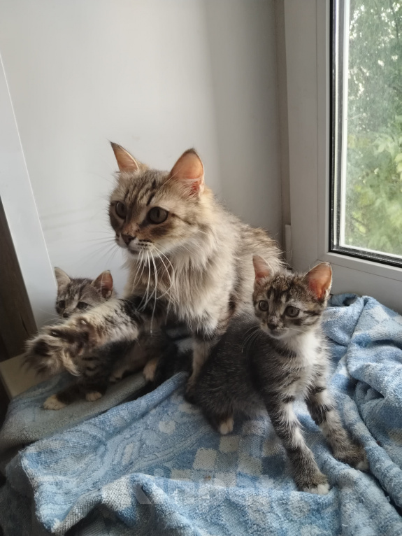 Кошки в Бору: Котята Девочка, 500 руб. - фото 3