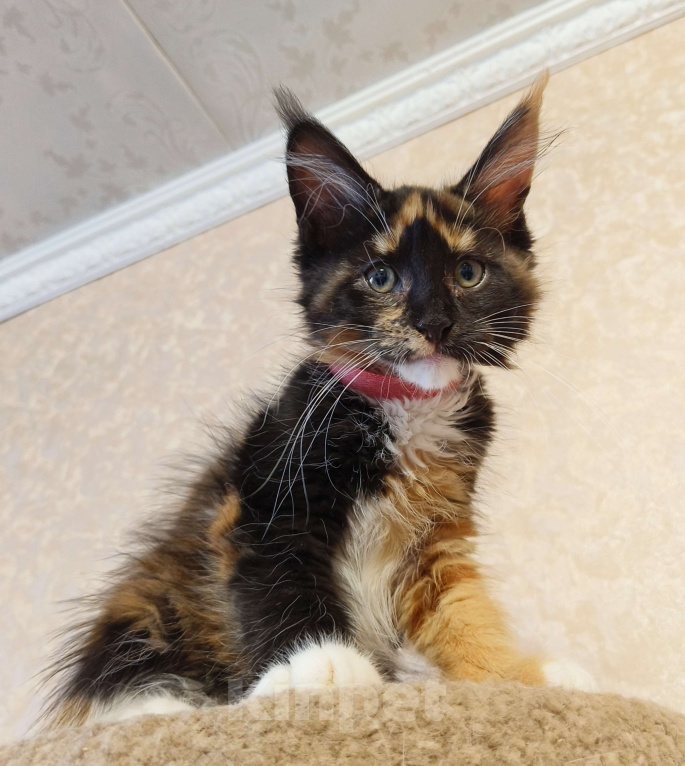 Кошки в Москве: Котёнок Мейн-Кун из питомника. Девочка Девочка, 40 000 руб. - фото 3