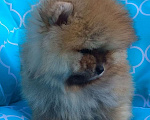 Собаки в Астрахани: Щенок померанского шпица Мальчик, 32 000 руб. - фото 1