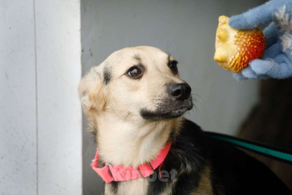 Собаки в Москве: Маленькая милашка Глория ищет дом Девочка, 1 руб. - фото 2