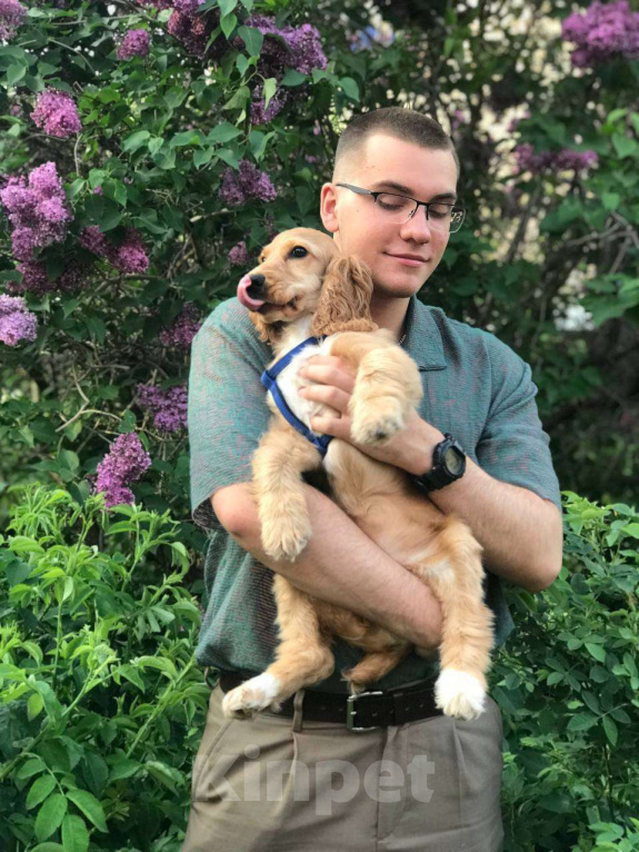 Собаки в Москве: Щенок английский кокер-спаниель ищет новый дом Девочка, 10 000 руб. - фото 9