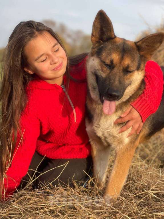 Собаки в Владимире: Собака в добрые руки  Девочка, Бесплатно - фото 8