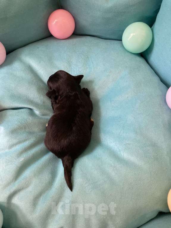 Собаки в Москве: Чёрный йорк мальчик под резерв Мальчик, 80 000 руб. - фото 7