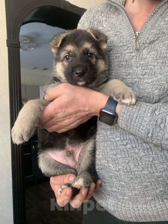 Собаки в Дмитрове: Восточноевропейской овчарки Мальчик, Бесплатно - фото 1