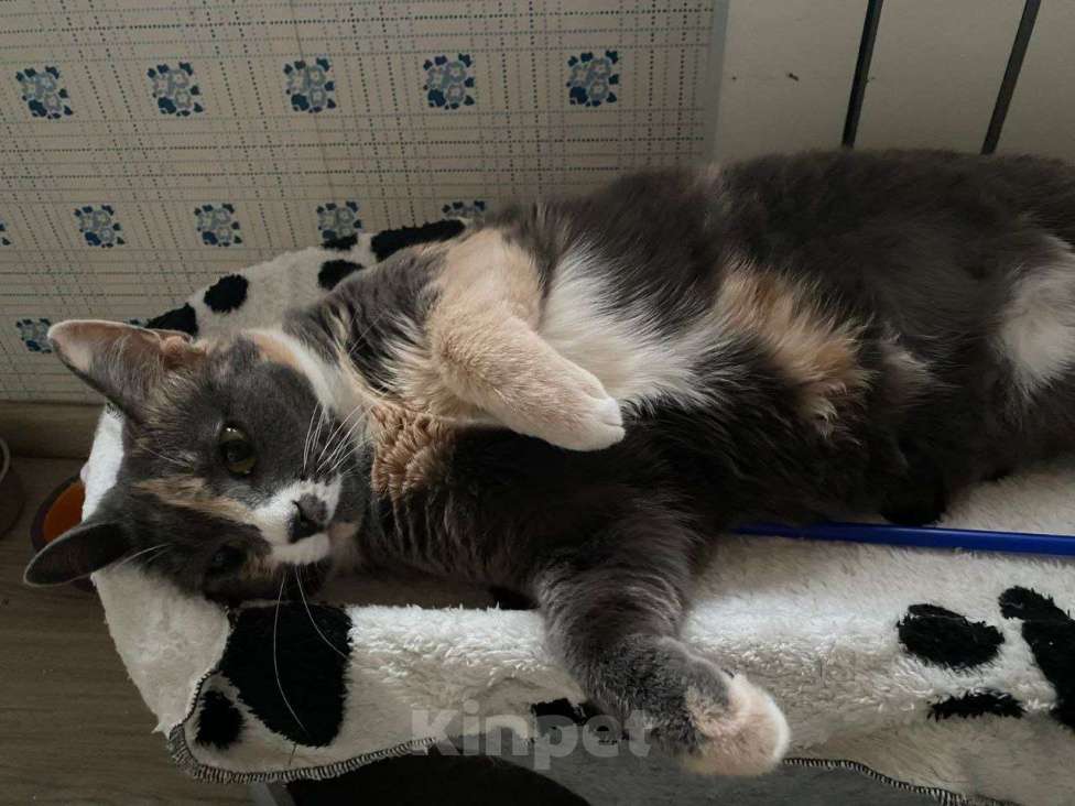 Кошки в Москве: Пепельная трехцветная Шерри Девочка, Бесплатно - фото 2