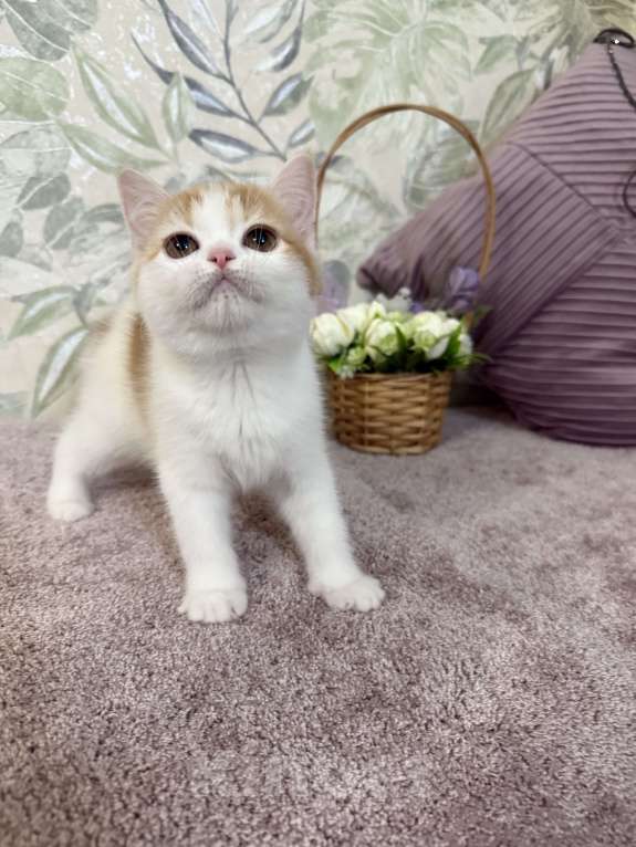 Кошки в Москве: Шотландский короткошерстный котенок Девочка, 45 000 руб. - фото 4