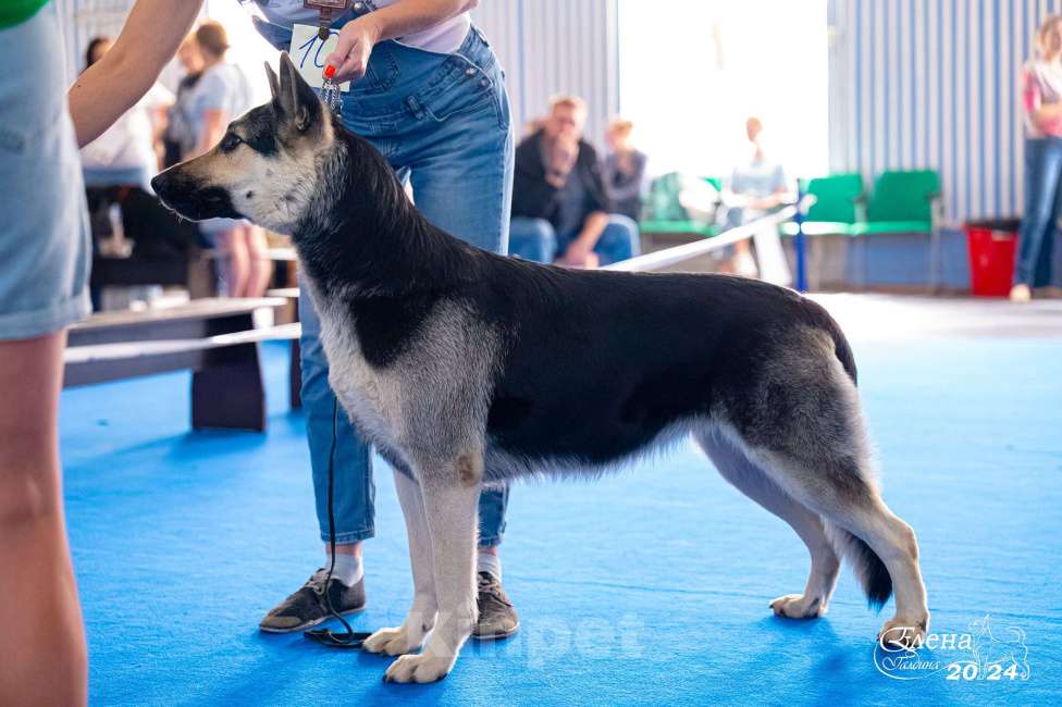 Собаки в Красноярске: Щенок ВЕО Наоми Энджел Девочка, 50 000 руб. - фото 5