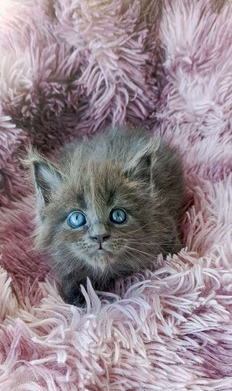 Кошки в Москве: Мейн-кун девочка Девочка, 45 000 руб. - фото 1