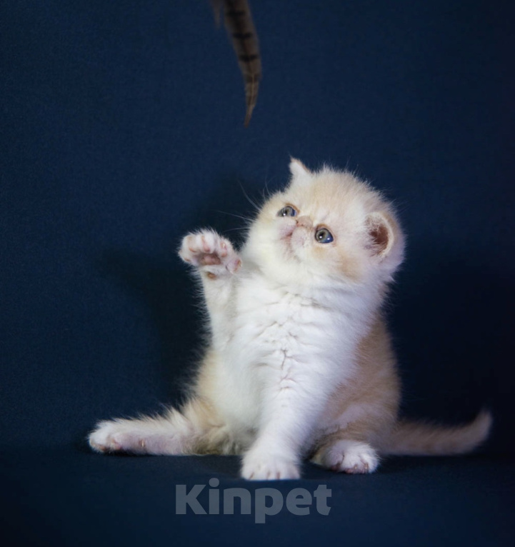 Кошки в Москве: Котенок экзот Девочка, 60 000 руб. - фото 2