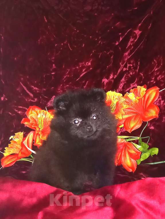 Собаки в Волгограде: Крошка на ладошке Девочка, 30 000 руб. - фото 1