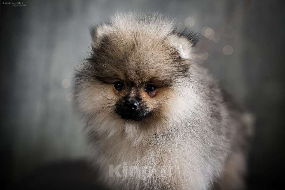 Собаки в Москве: Щенки немецкого шпица (малого) Мальчик, 70 000 руб. - фото 4