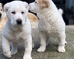 Собаки в Сочи: Щенки среднеазиатской овчарки, 40 000 руб. - фото 3