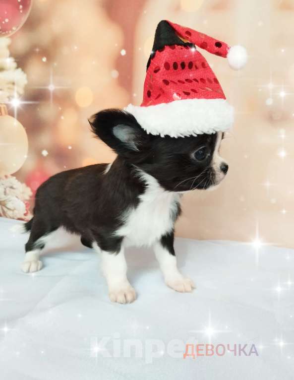 Собаки в Ногинске: Девчушка -поскакушка Девочка, 40 000 руб. - фото 1