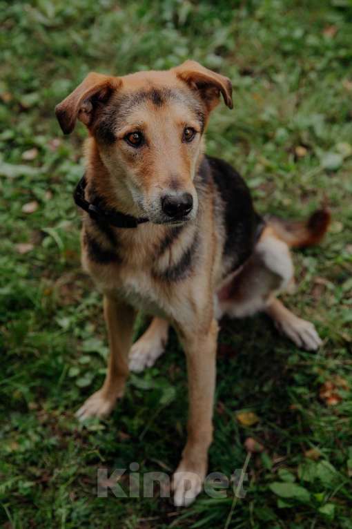 Собаки в Москве: Джой Мальчик, Бесплатно - фото 22