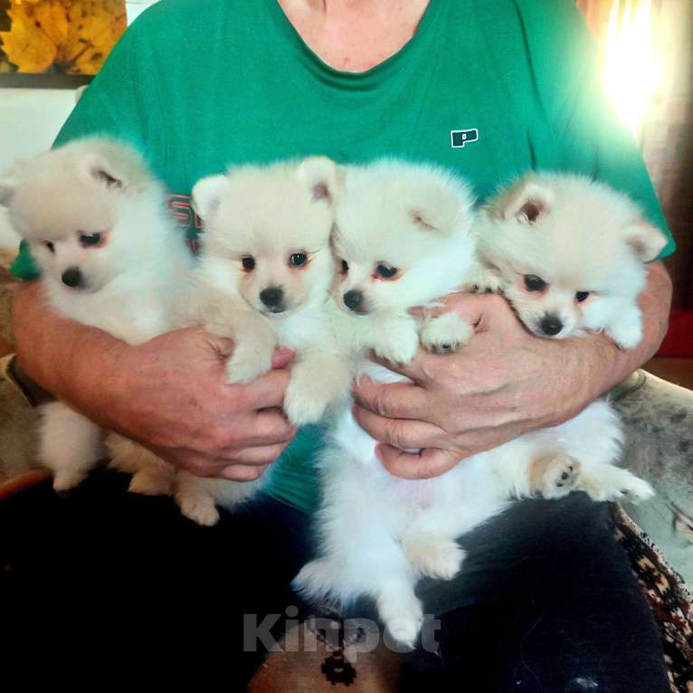 Собаки в Нижнем Новгороде: Шпиц Девочка, 20 000 руб. - фото 1