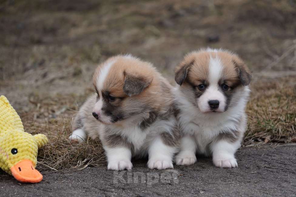 Собаки в Москве: Вельш Корги Пемброк Девочка, 50 000 руб. - фото 2