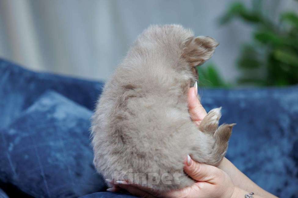 Собаки в Санкт-Петербурге: Красивый мальчик Чихуахуа Мальчик, 85 000 руб. - фото 2