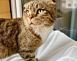 Кошки в Москве: Вислоухий котик Оскар ищет дом, в добрые руки  Мальчик, Бесплатно - фото 6