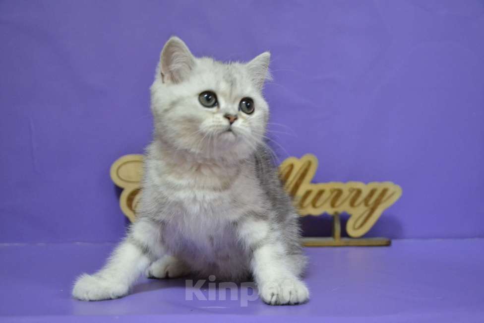 Кошки в Москве: Мраморная на серебре Кошечка Девочка, 50 000 руб. - фото 7