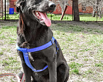 Собаки в Истре: Красотка Энджи собака в добрые руки Девочка, Бесплатно - фото 5