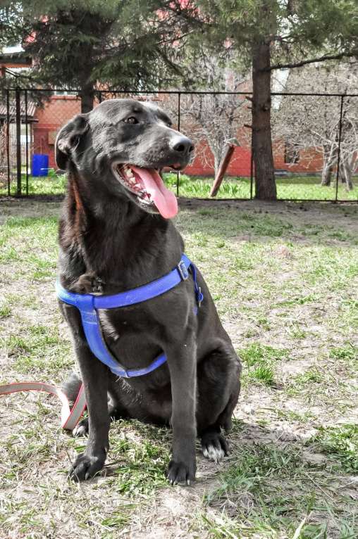 Собаки в Истре: Красотка Энджи собака в добрые руки Девочка, Бесплатно - фото 5