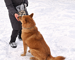 Собаки в Москве: Брутальный красавец Рич ищет хозяев! Мальчик, Бесплатно - фото 9