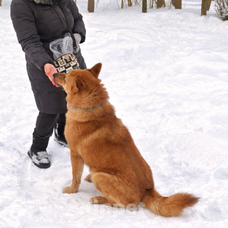 Собаки в Москве: Брутальный красавец Рич ищет хозяев! Мальчик, Бесплатно - фото 9