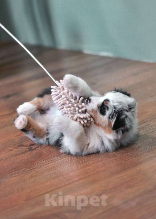 Собаки в других городах Самарской области: Щенок австралийской овчарки, девочка голубой мрамор Девочка, 120 000 руб. - фото 6