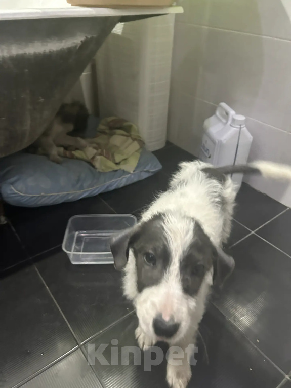 Собаки в Москве: Малышки-девчонки в добрые руки Девочка, Бесплатно - фото 6