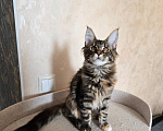 Кошки в Санкт-Петербурге: Котенок мейн-кун девочка Девочка, 25 000 руб. - фото 1