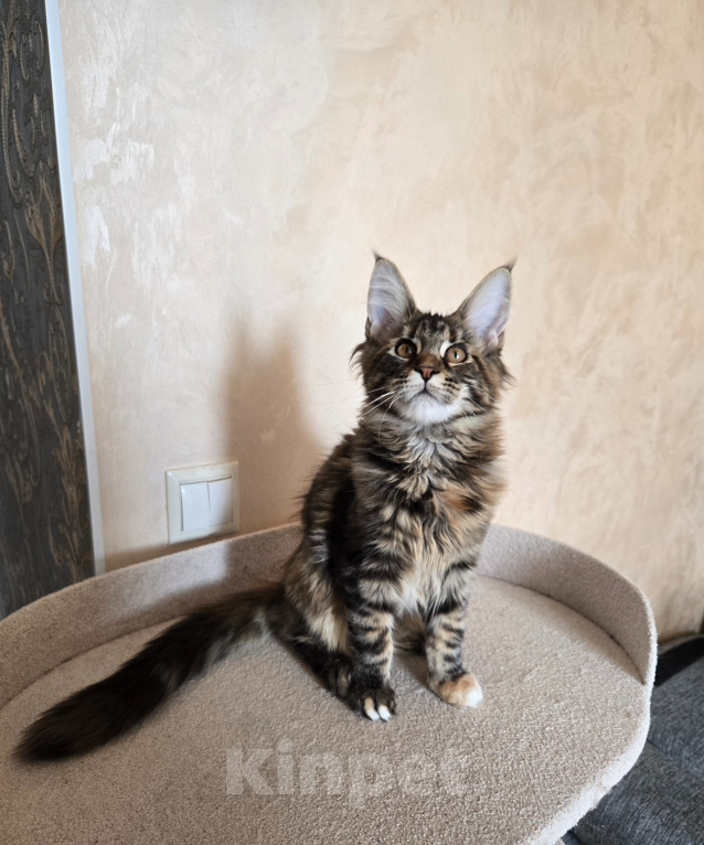Кошки в Санкт-Петербурге: Котенок мейн-кун девочка Девочка, 25 000 руб. - фото 1