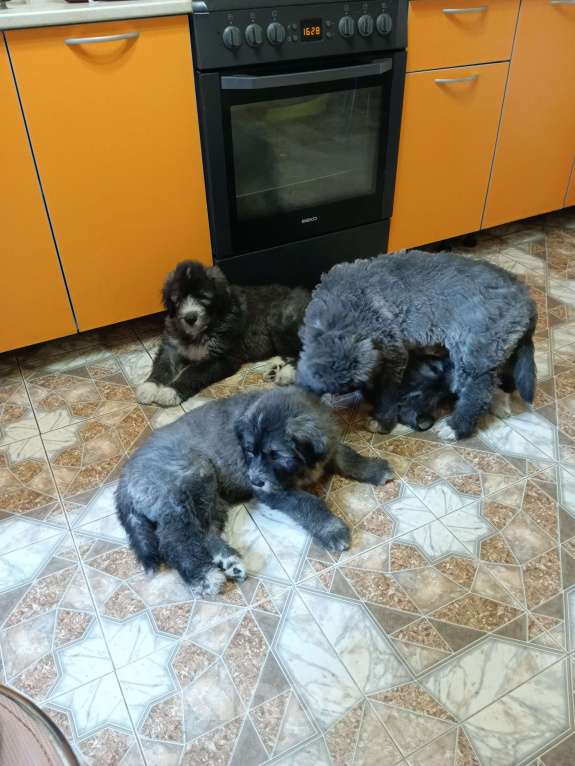 Собаки в других городах Московской области: щенки южнорусской овчарки Мальчик, 50 000 руб. - фото 9