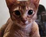Кошки в Перми: Котенок девочка  Девочка, Бесплатно - фото 1