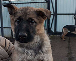 Собаки в Москве: Щенки немецкой овчарки, 3 месяца Девочка, 25 000 руб. - фото 2