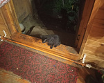 Кошки в Ореховом-Зуево: Отдам в добрые руки Мальчик, Бесплатно - фото 1