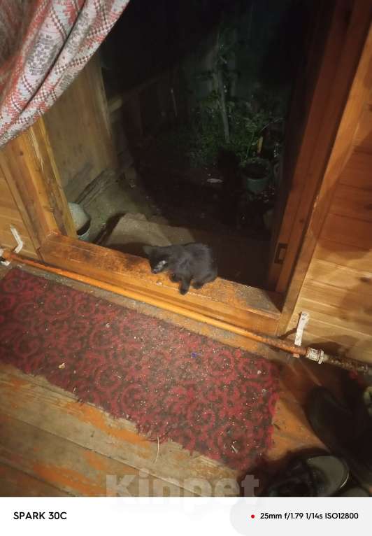 Кошки в Ореховом-Зуево: Отдам в добрые руки Мальчик, Бесплатно - фото 1