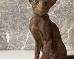 Кошки в Балашихе: Ориентальный котенок Мальчик, 40 000 руб. - фото 2