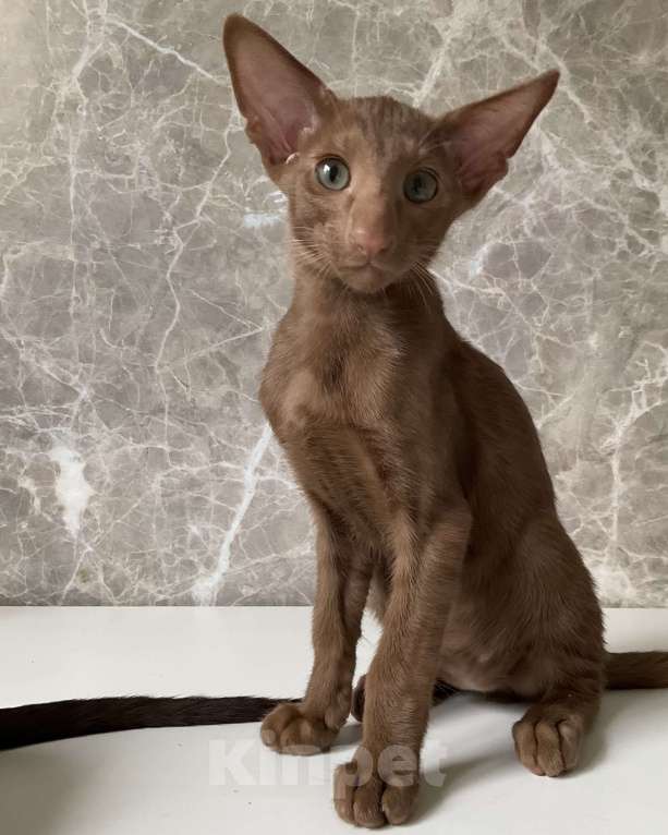 Кошки в Балашихе: Ориентальный котенок Мальчик, 40 000 руб. - фото 2