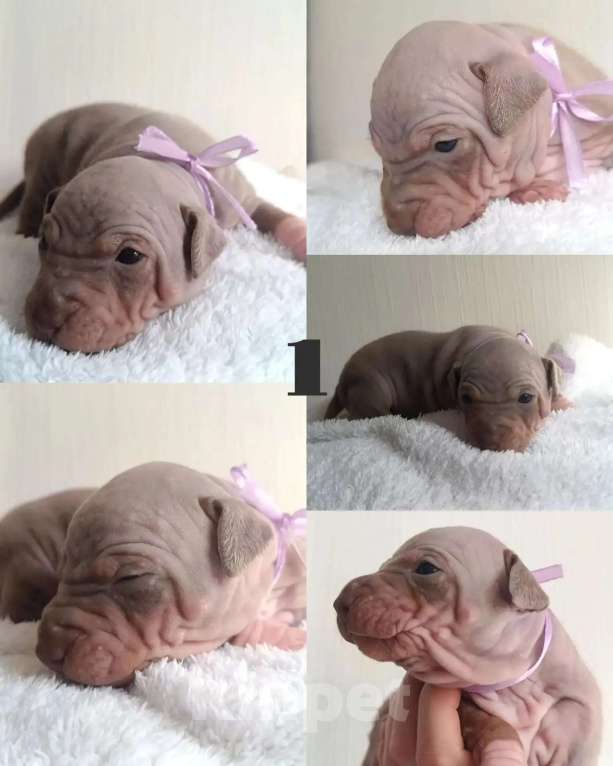 Собаки в Пушкино: Щенки агт Девочка, 80 000 руб. - фото 1