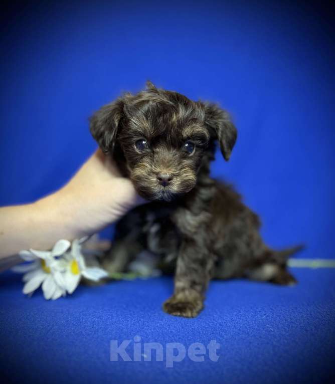 Собаки в Москве: Щенки мальтипу Девочка, 75 000 руб. - фото 3