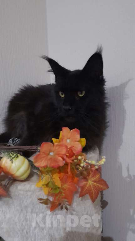 Кошки в Москве: Девочка мейн-куна Девочка, 45 000 руб. - фото 1