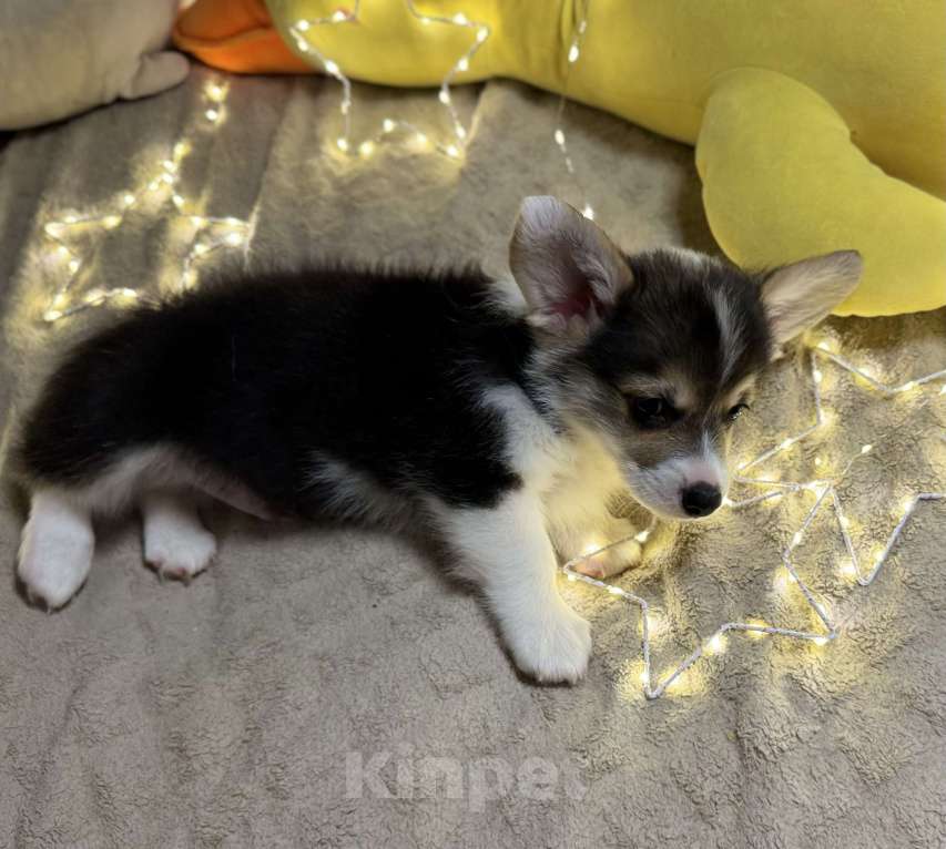 Собаки в Владивостоке: Щенок Вельш-корги Пемброк Мальчик, 70 000 руб. - фото 4