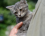 Кошки в Подольске: Кошечка малышка в добрые руки Девочка, Бесплатно - фото 5