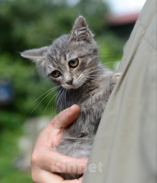 Кошки в Подольске: Кошечка малышка в добрые руки Девочка, Бесплатно - фото 5