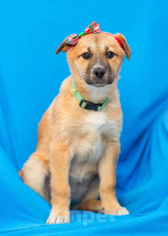 Собаки в других городах Московской области: Щенок Герда в добрые руки Девочка, Бесплатно - фото 2